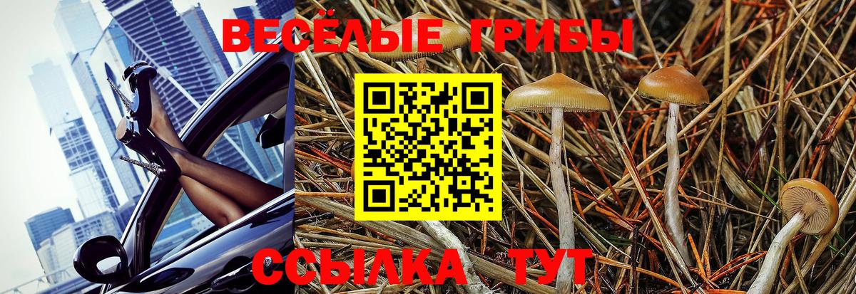 Михайловск  Галлюциногенные грибы Cubensis  Вход с VPN 